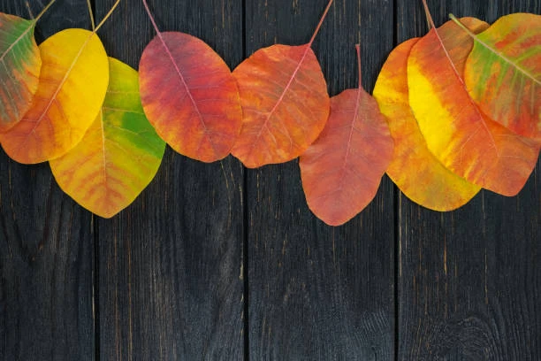 Vos plannings du mois de Septembre sont arrivés !